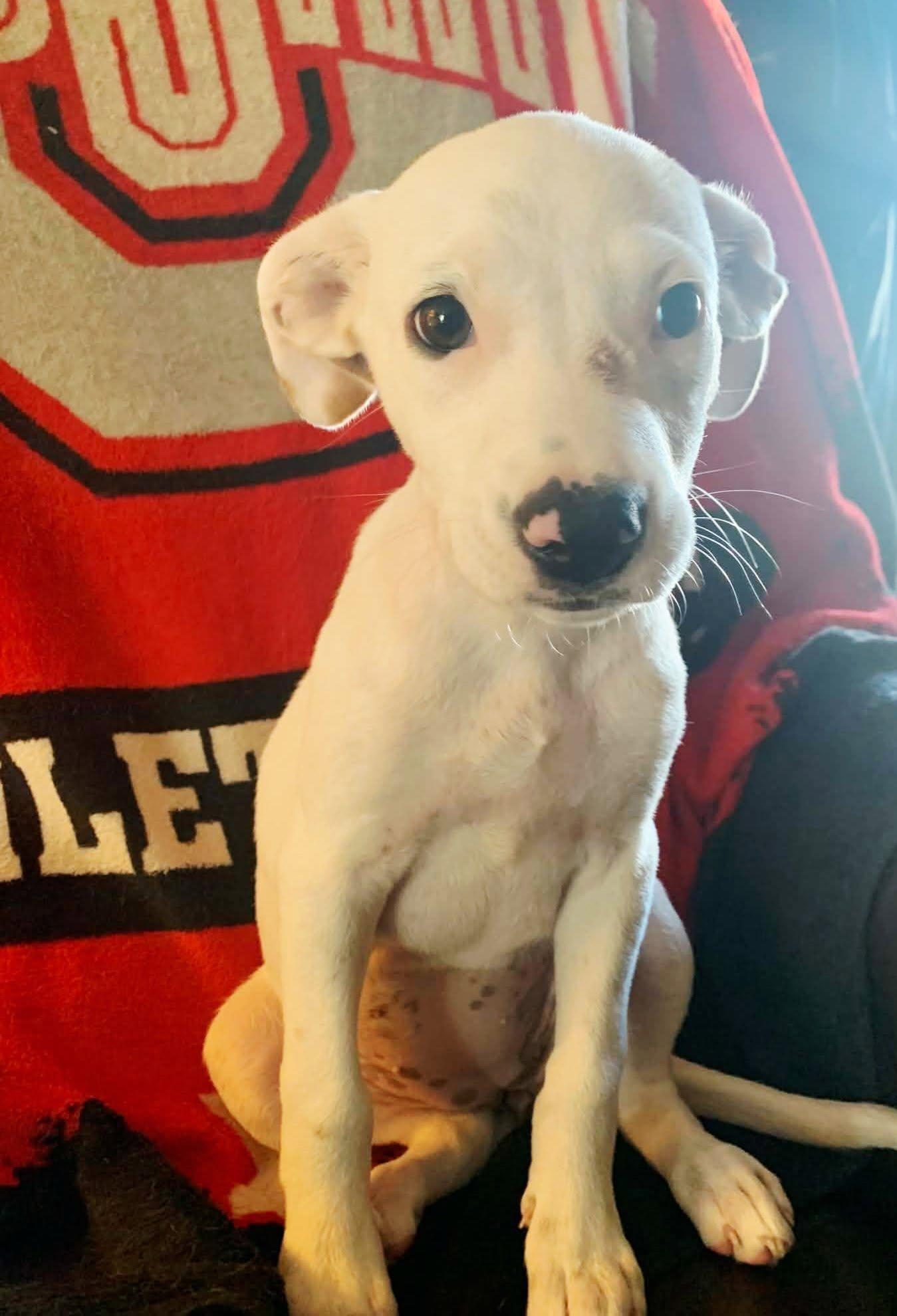 Gemma, ADOPTABLE, Puppy Female American Bulldog & Pit Bull Terrier.
