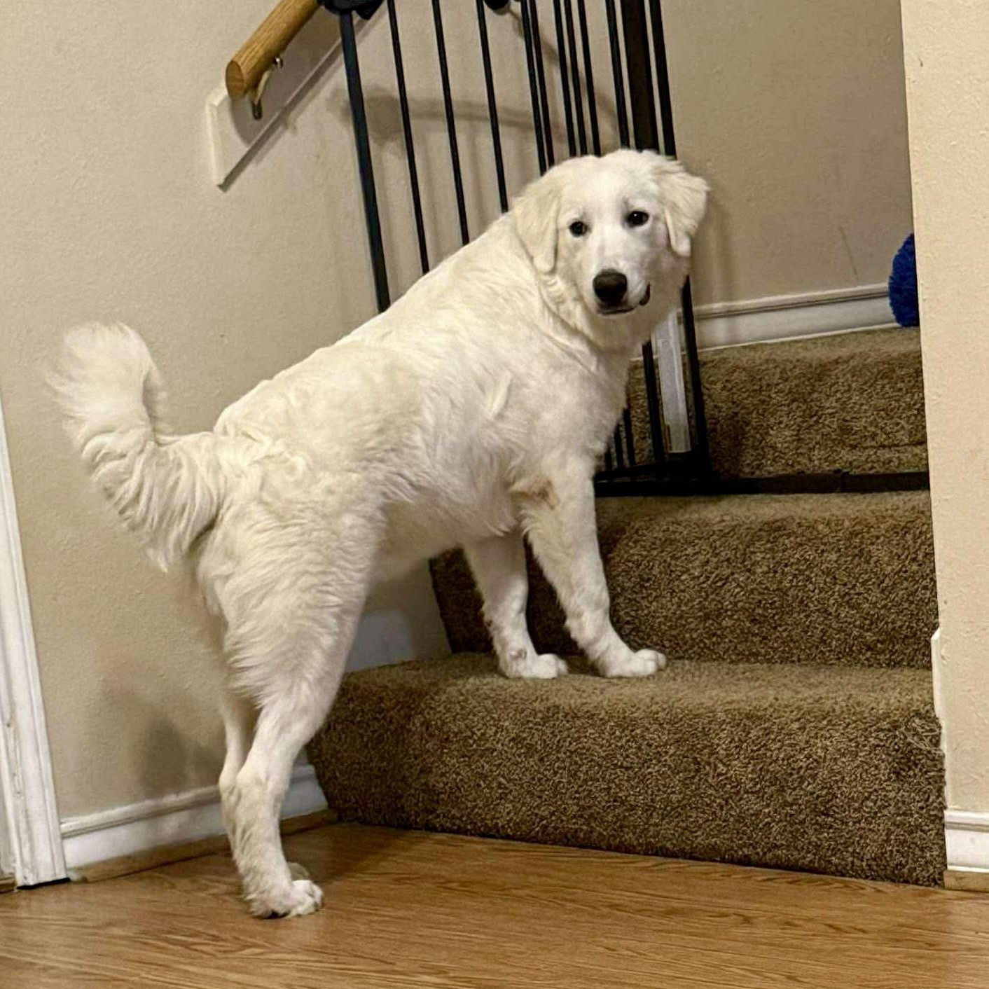Artemis, Adopted, Young Male Great Pyrenees & Golden Retriever.