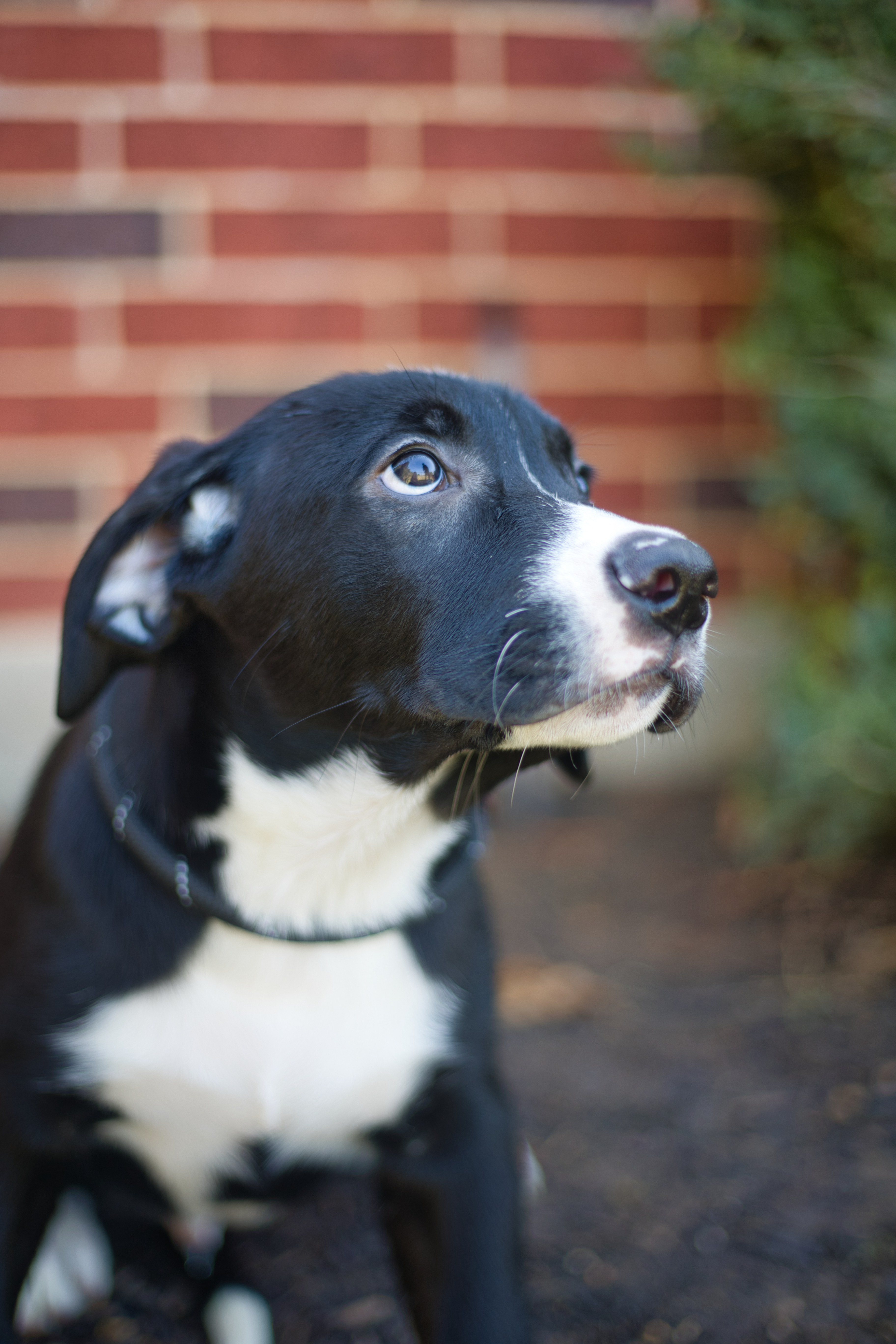 Enlarge Pickles, a Adopted mixed breed in Keller, TX image 1/3