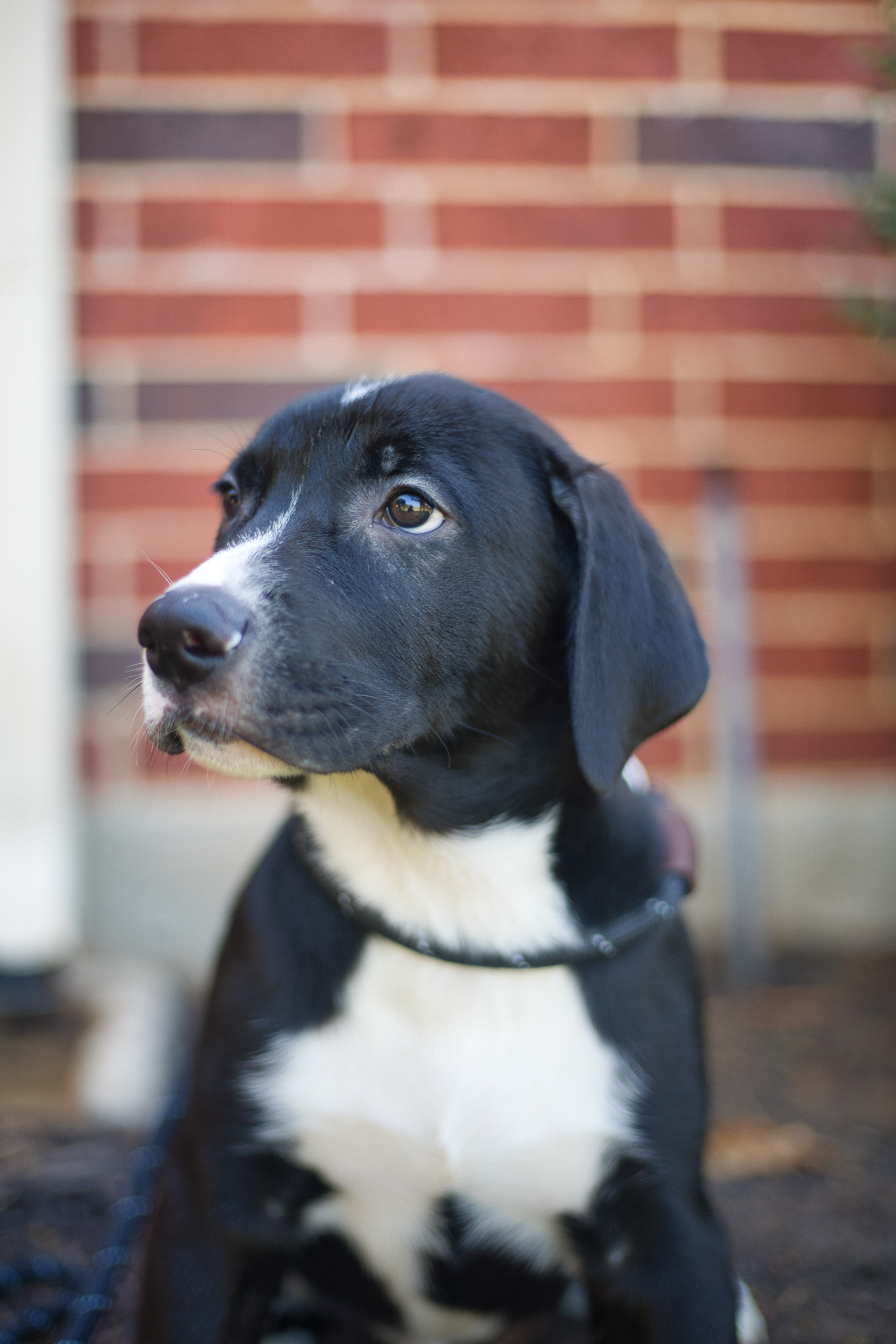 Enlarge Pickles, a Adopted mixed breed in Keller, TX image 2/3