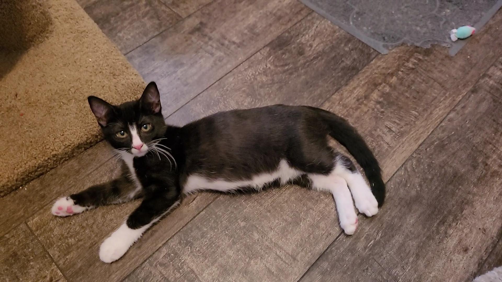 GIORGIO, Adoptable, Kitten Male Tuxedo & Domestic Short Hair.