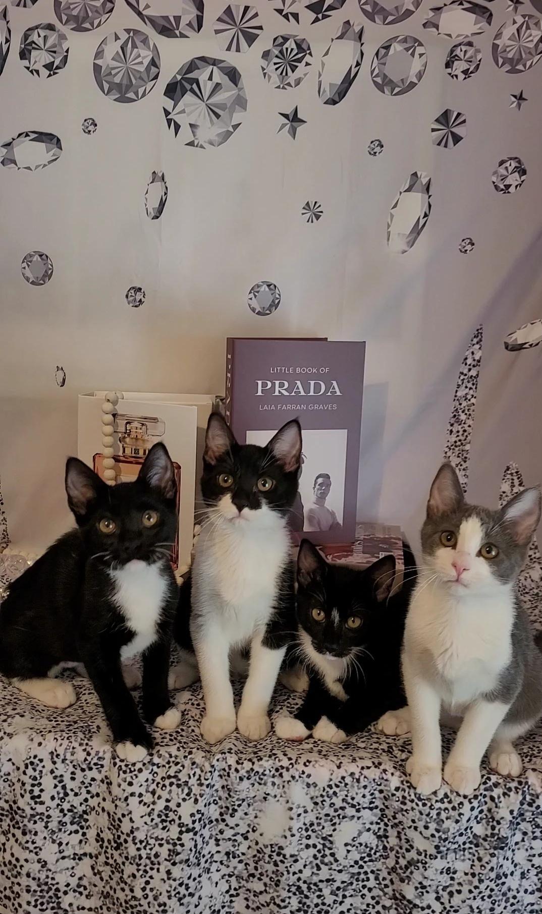 GIORGIO, a Adoptable mixed breed in Escalon, CA image 5/6