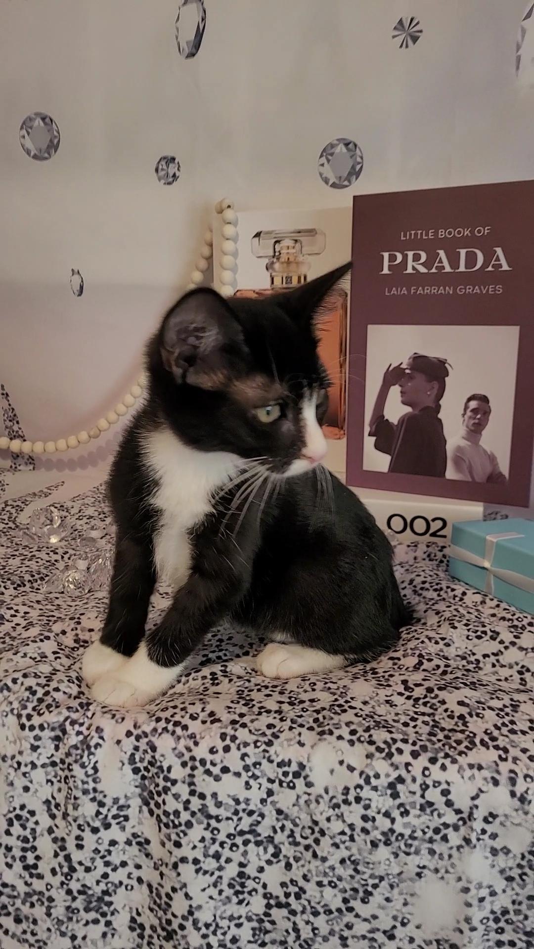 GIORGIO, Adoptable, Kitten Male Tuxedo & Domestic Short Hair.