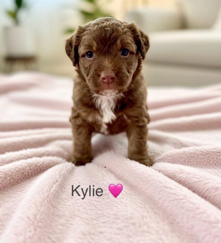 Kylie, a Adoptable mixed breed in Rockwall, TX image 2/3