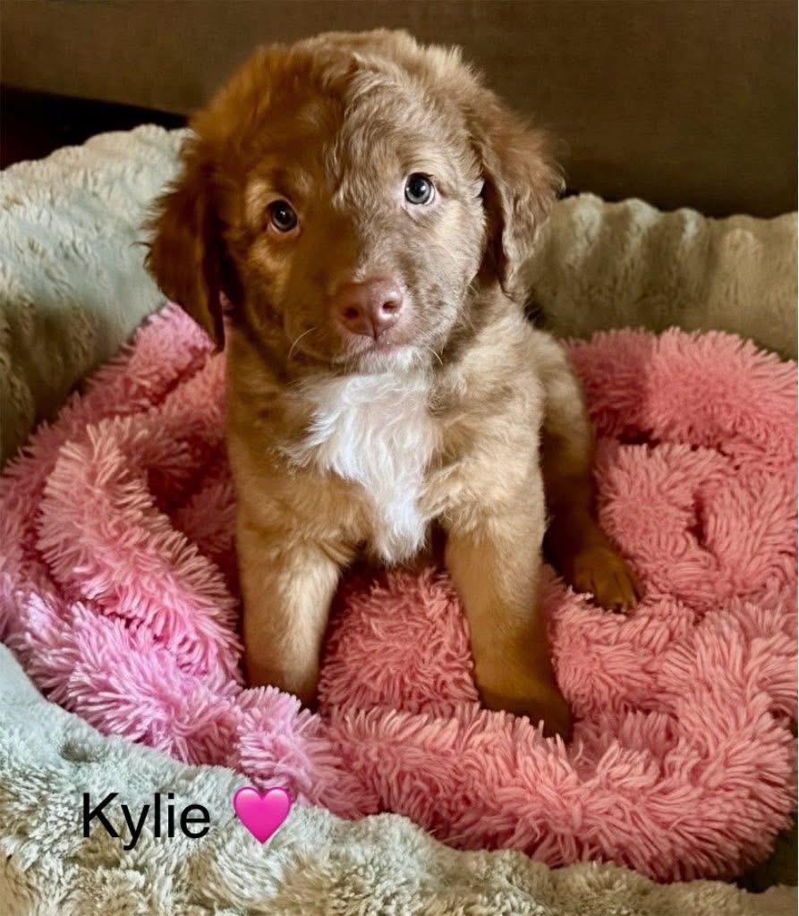 Kylie, Adoptable, Puppy Female Australian Shepherd.
