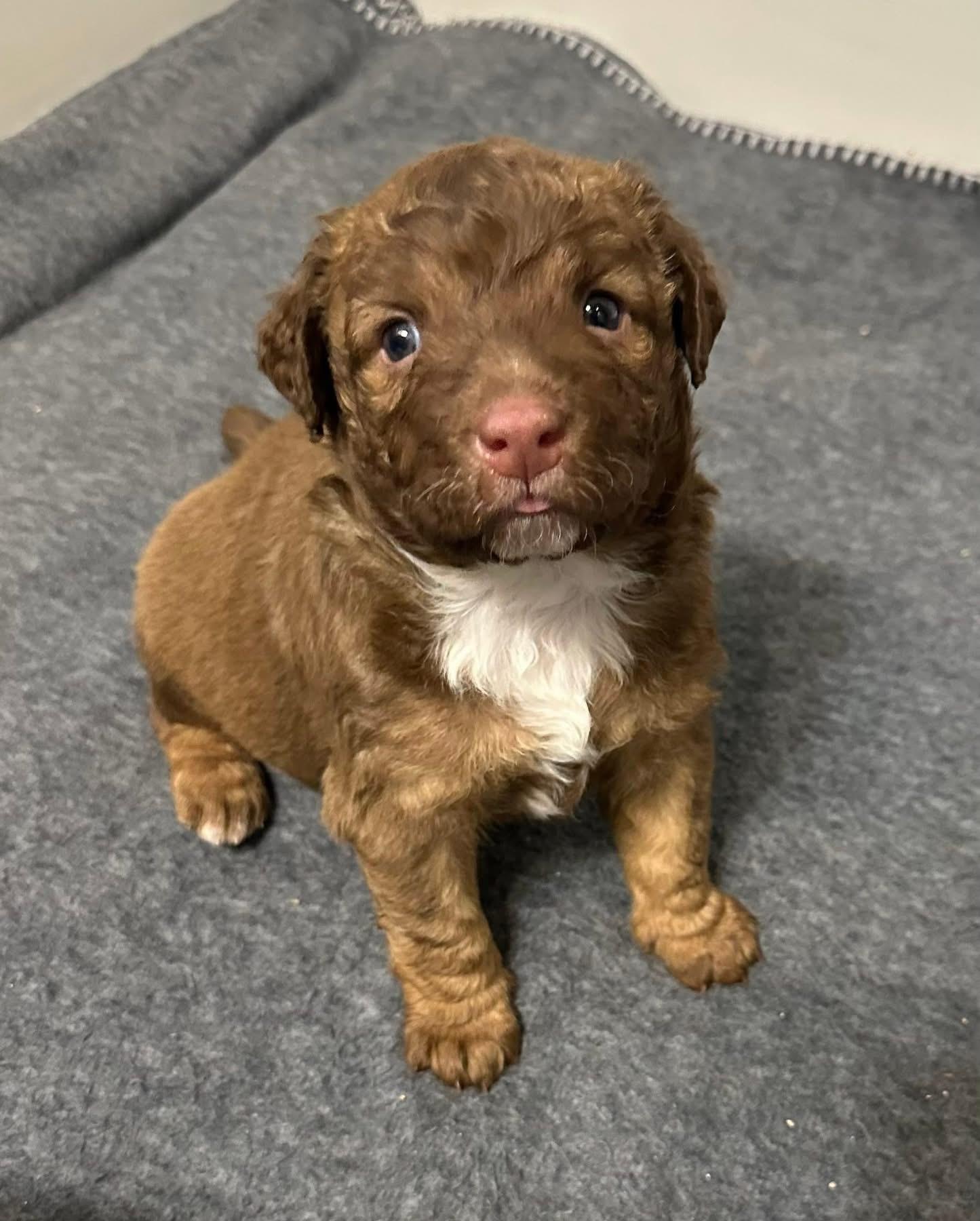 Kylie, a Adoptable mixed breed in Rockwall, TX image 3/3