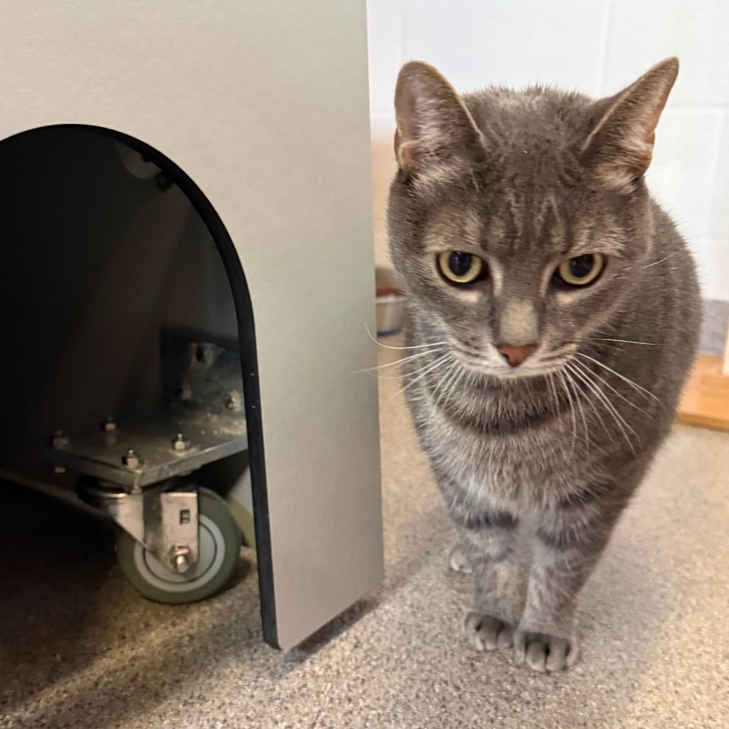 Enlarge Merlin, a Adoptable Domestic Short Hair in Sarasota, FL image 1/3