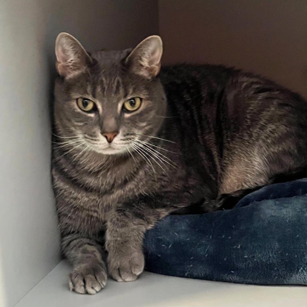 Enlarge Merlin, a Adoptable Domestic Short Hair in Sarasota, FL image 2/4