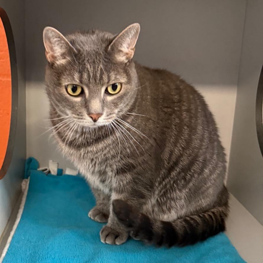 Enlarge Merlin, a Adoptable Domestic Short Hair in Sarasota, FL image 2/3