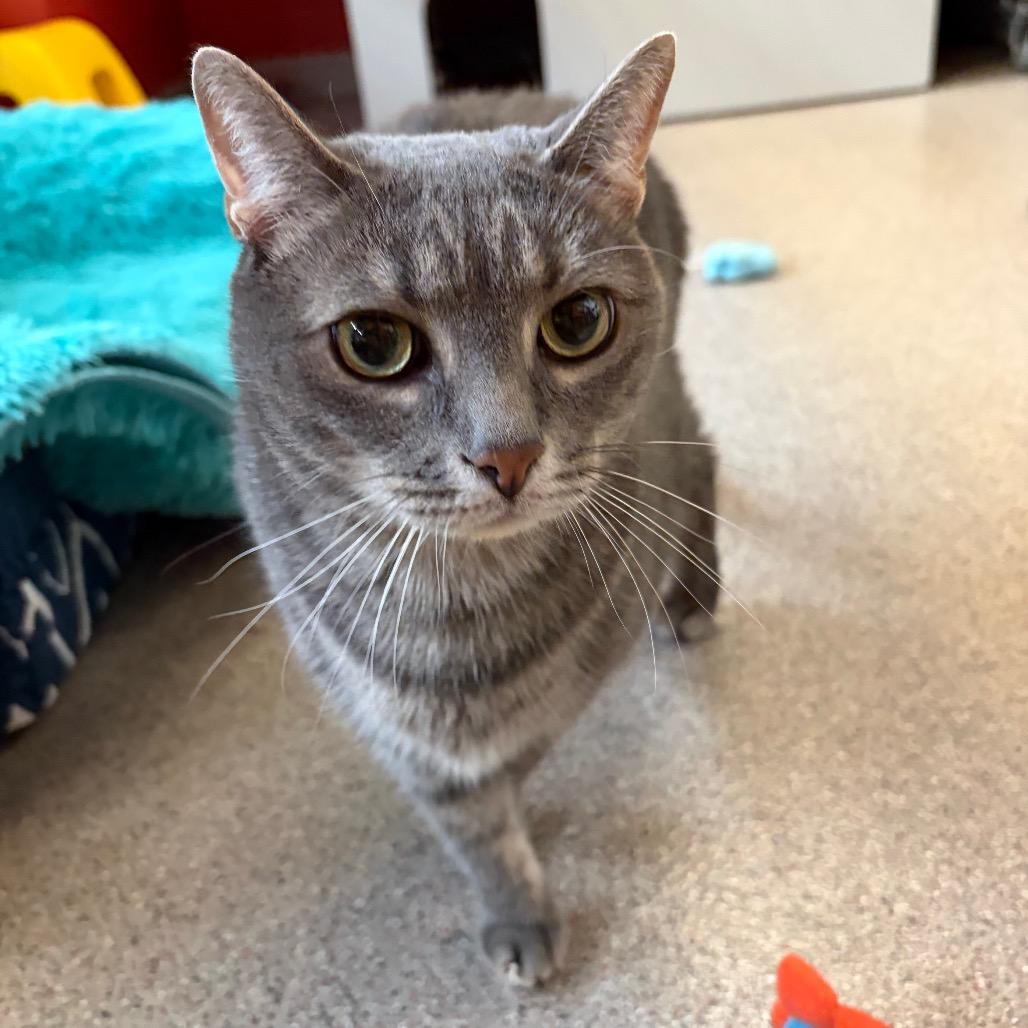 Enlarge Merlin, a Adoptable Domestic Short Hair in Sarasota, FL image 3/3