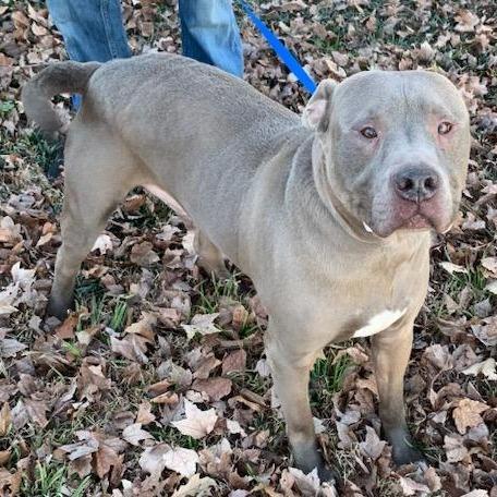 Enlarge Blue, a Adoptable Pit Bull Terrier in New Kent, VA image 4/6