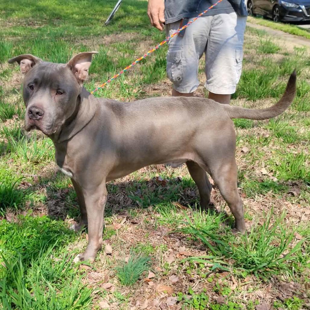 Enlarge Blue, a Adoptable Pit Bull Terrier in New Kent, VA image 2/6