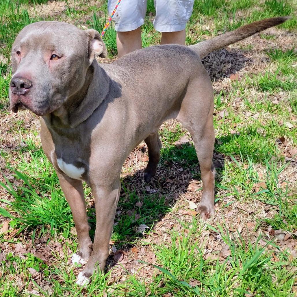 Enlarge Blue, a Adoptable Pit Bull Terrier in New Kent, VA image 3/6