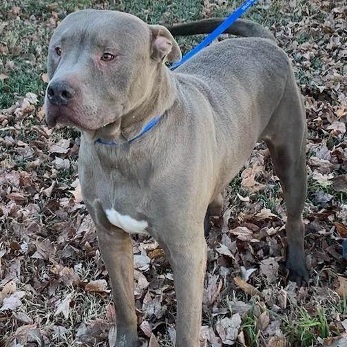 Enlarge Blue, a Adoptable Pit Bull Terrier in New Kent, VA image 5/6