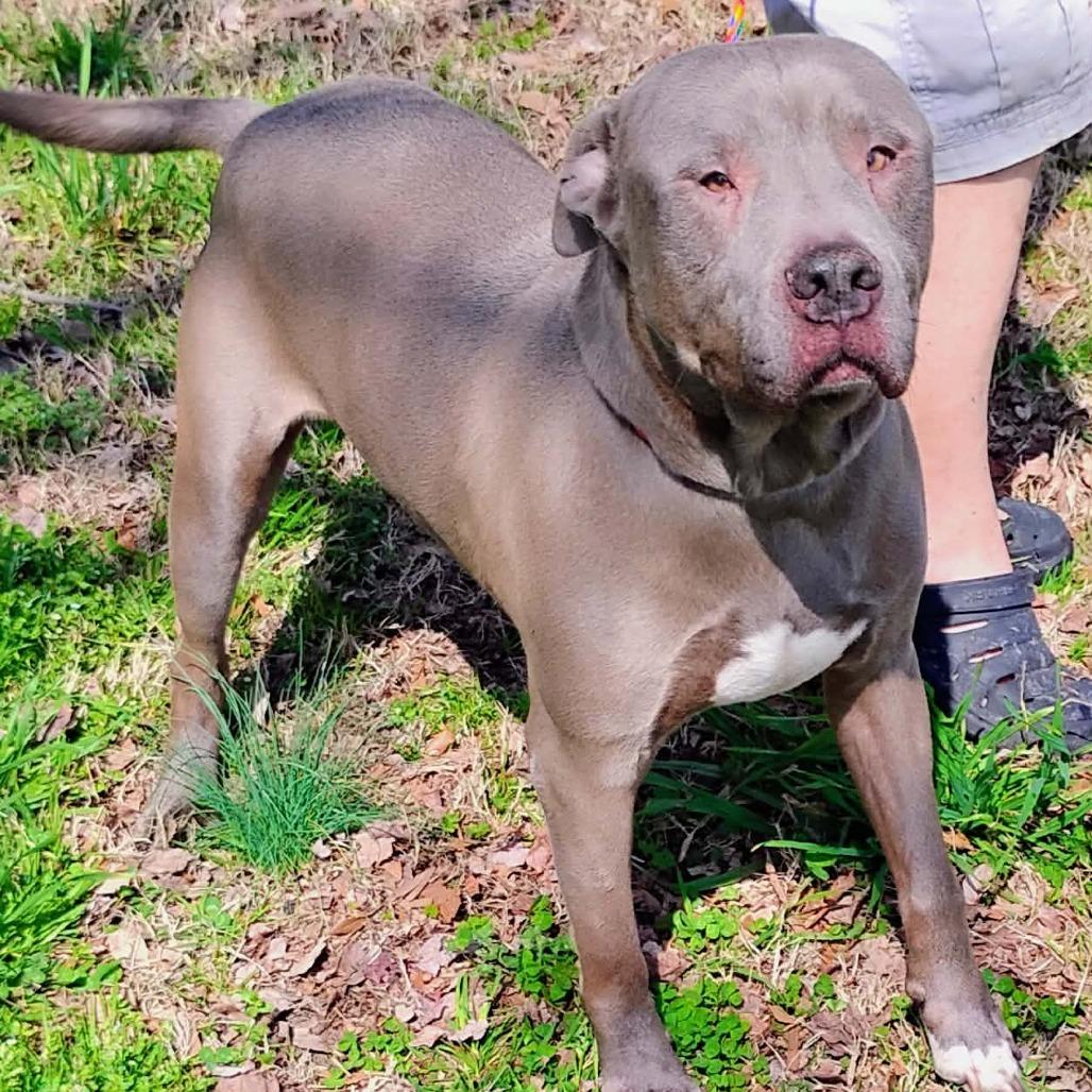 Blue, Adoptable, Adult Male Pit Bull Terrier.