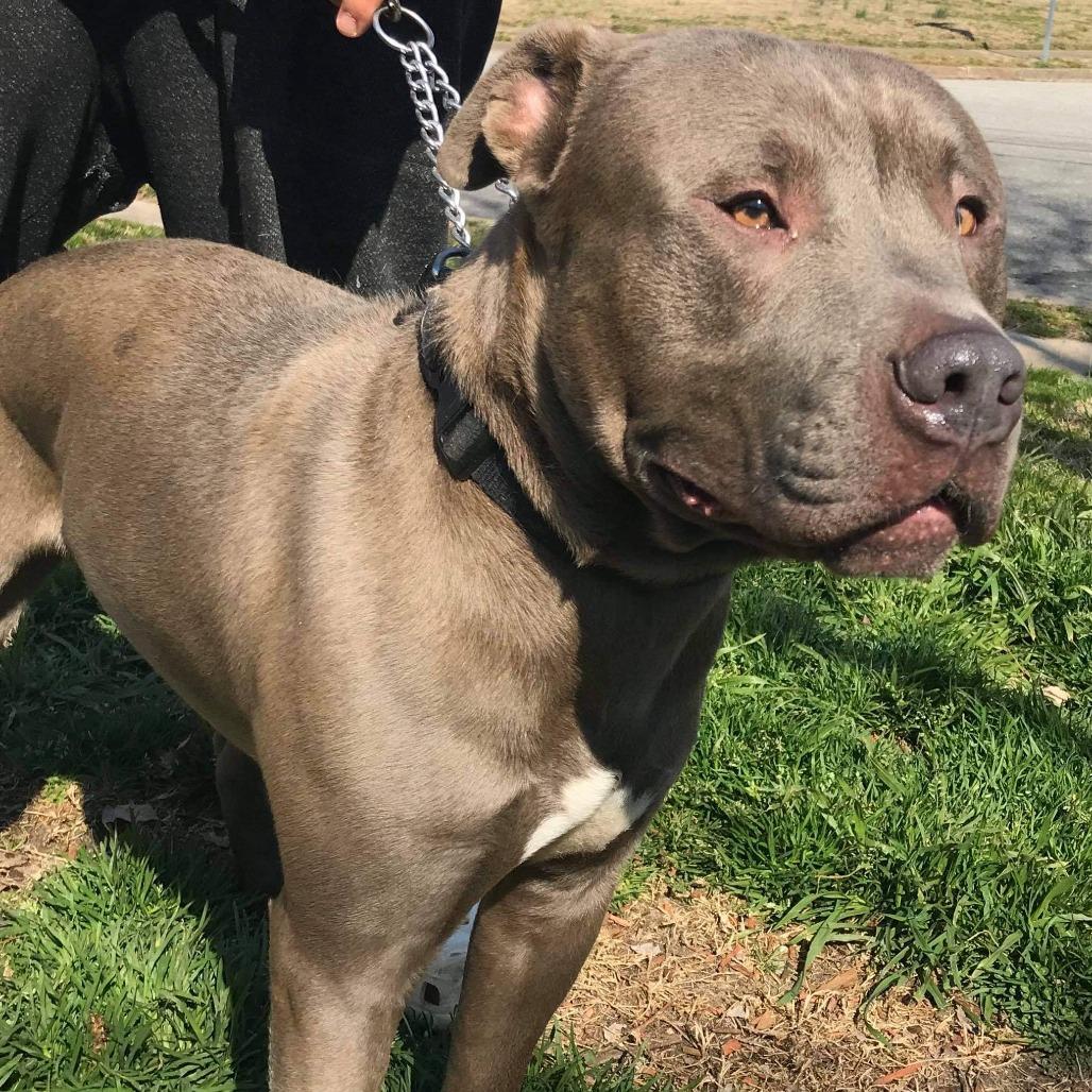 Enlarge Blue, a Adoptable Pit Bull Terrier in New Kent, VA image 6/6