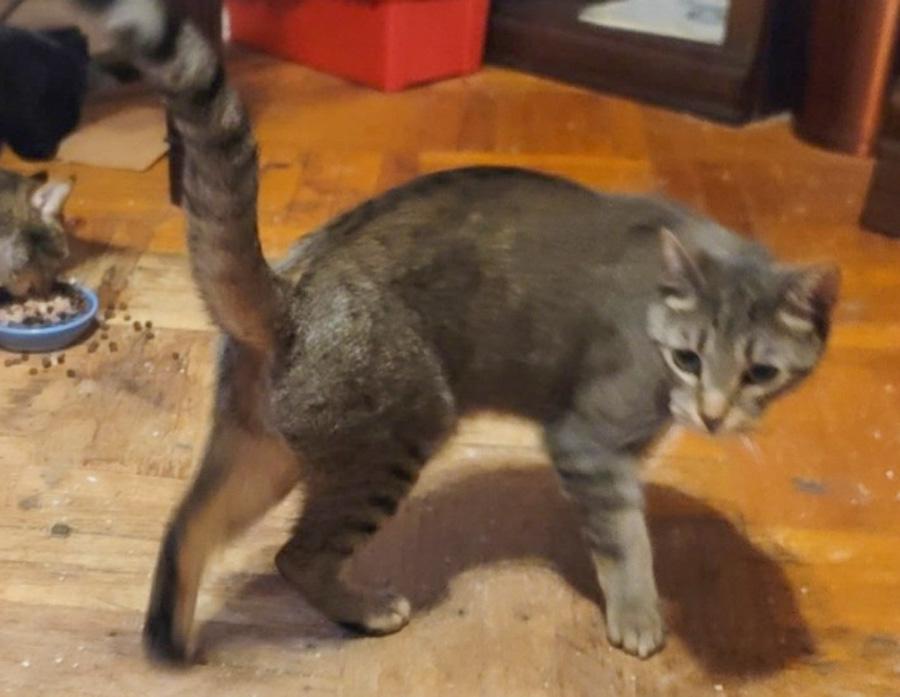 Rex, ADOPTABLE, Adult Male Domestic Short Hair.