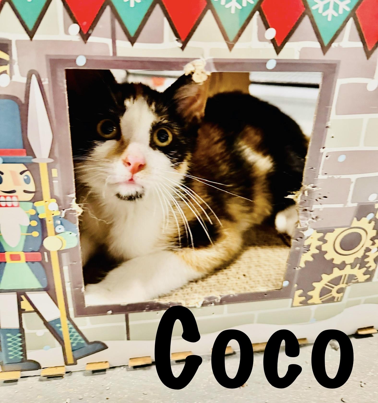 Coco, adopted, Kitten Female Domestic Long Hair.