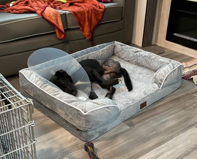 Enlarge Bojangles, a Adopted Labrador Retriever in Richardson, TX image 5/5