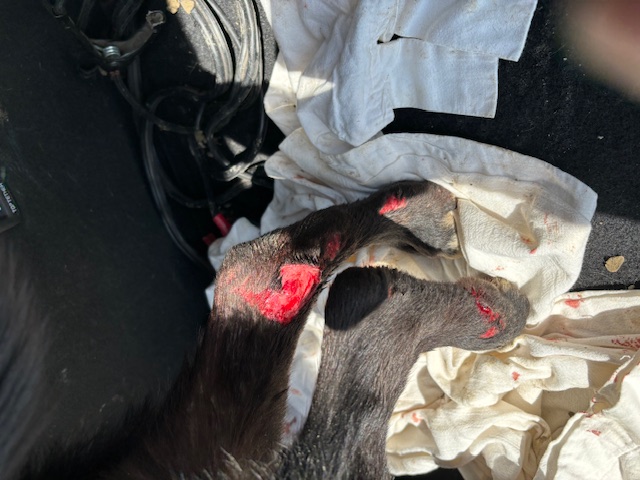 Enlarge Bojangles, a Adopted Labrador Retriever in Richardson, TX image 3/5