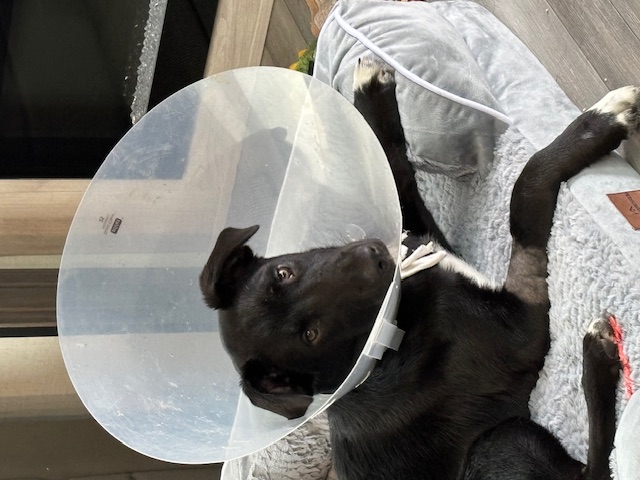 Enlarge Bojangles, a Adopted Labrador Retriever in Richardson, TX image 1/5