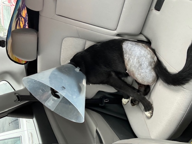 Enlarge Bojangles, a Adopted Labrador Retriever in Richardson, TX image 4/5