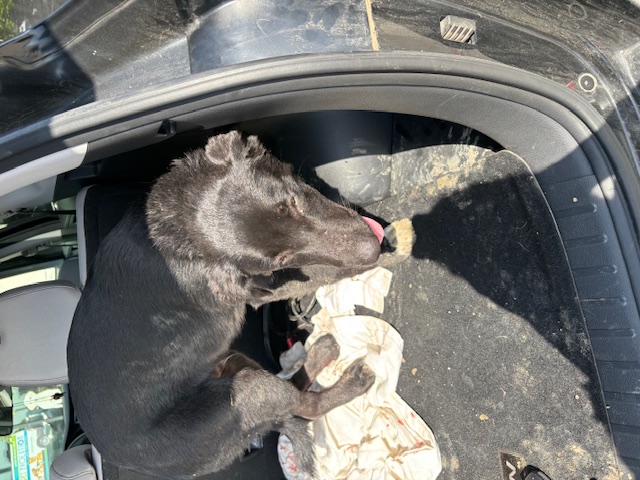 Enlarge Bojangles, a Adopted Labrador Retriever in Richardson, TX image 2/5
