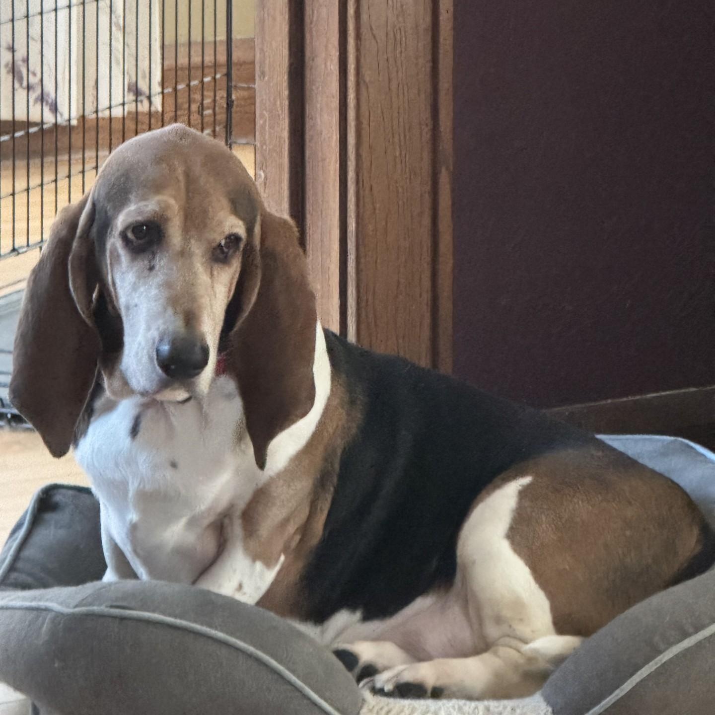 Buddy #2501, ADOPTABLE, Adult Male Basset Hound.