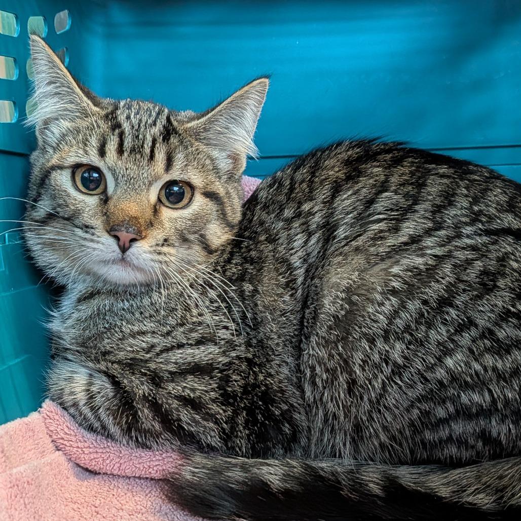 Burlap-$50, Adoptable, Young Female Domestic Short Hair.