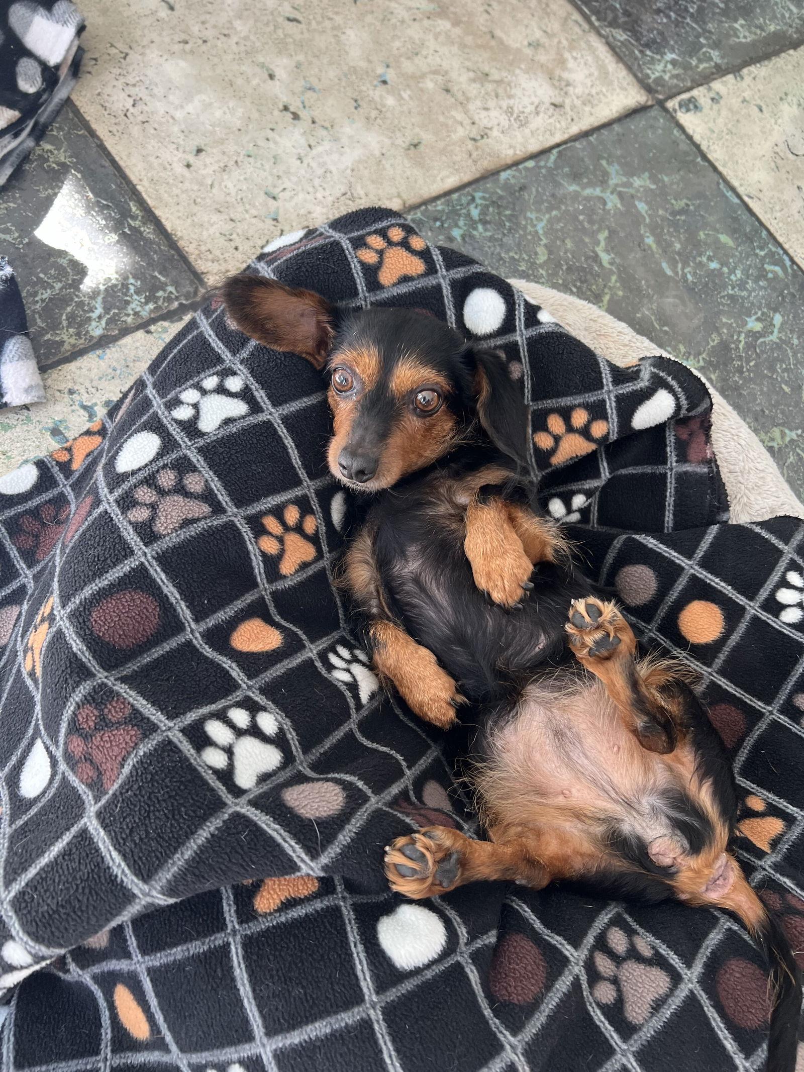 Olive, Adoptable, Senior Female Dachshund.