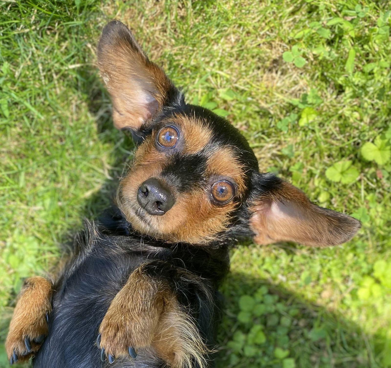 Enlarge Olive, a Adoptable Dachshund in Lutherville, MD image 2/3