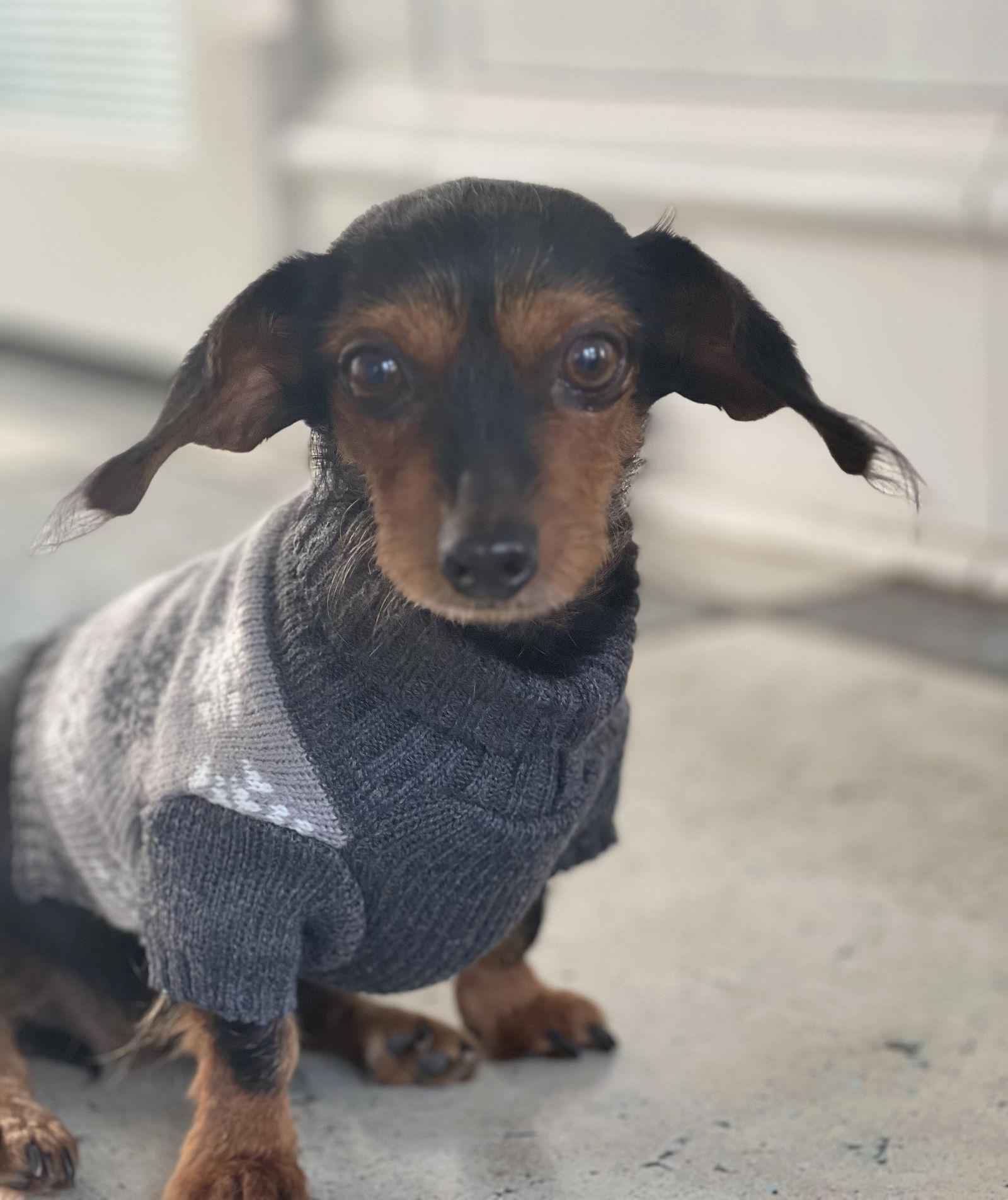 Enlarge Olive, a Adoptable Dachshund in Lutherville, MD image 3/3
