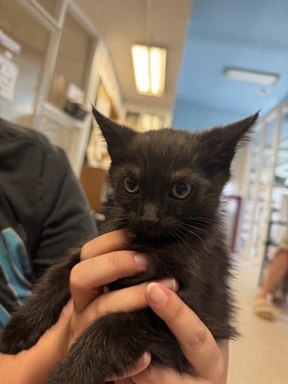 Marigold, Adoptable, Kitten Female Domestic Short Hair & Domestic Short Hair.