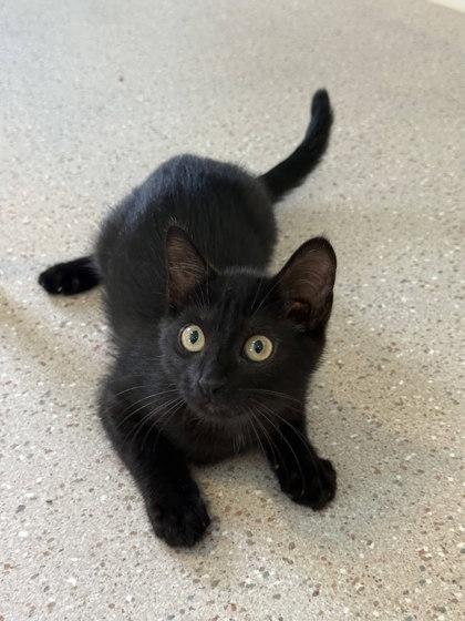 Enlarge Marigold, a Adoptable mixed breed in Winona, MN image 2/2