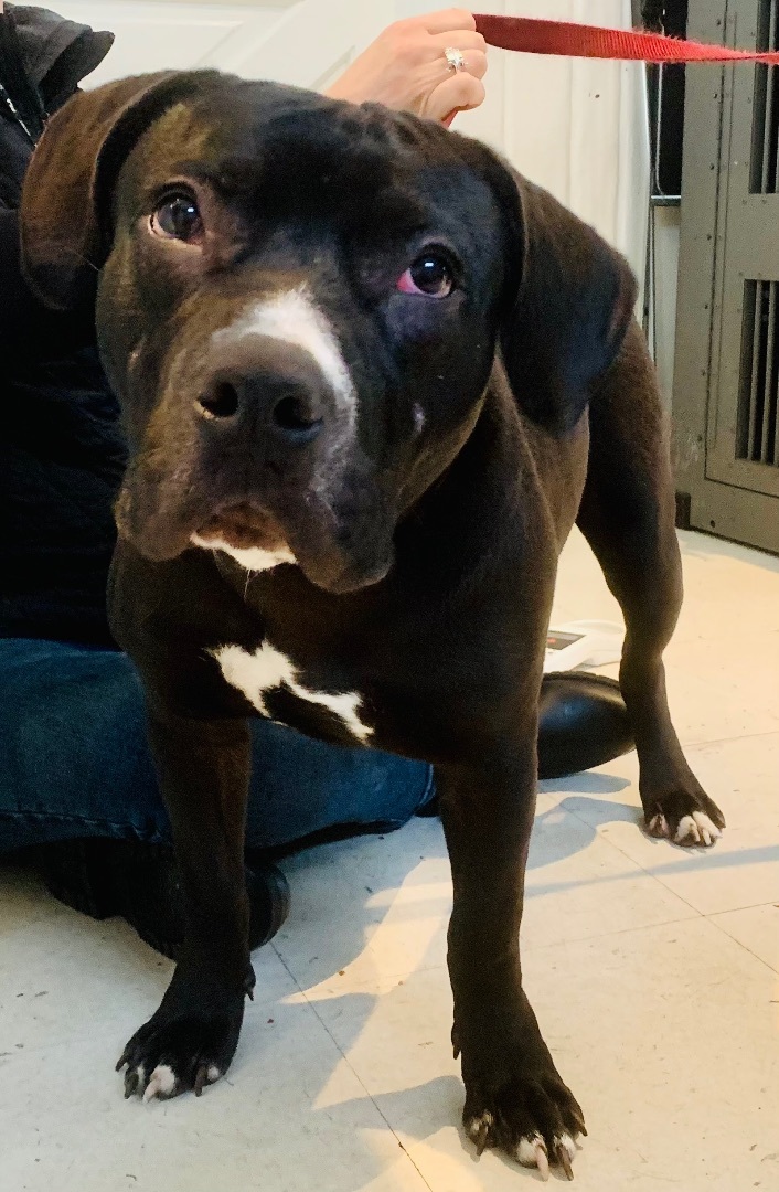 Enlarge Kayo, a Adoptable mixed breed in Beverly Hills, CA image 2/4