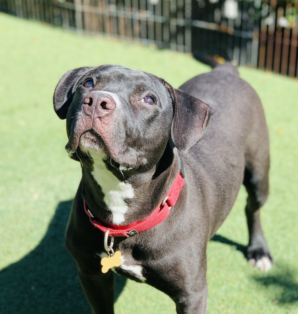 Enlarge Kayo, a Adoptable mixed breed in Beverly Hills, CA image 3/4