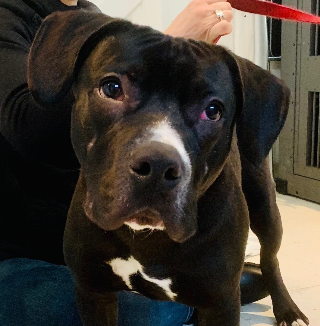 Enlarge Kayo, a Adoptable mixed breed in Beverly Hills, CA image 4/4