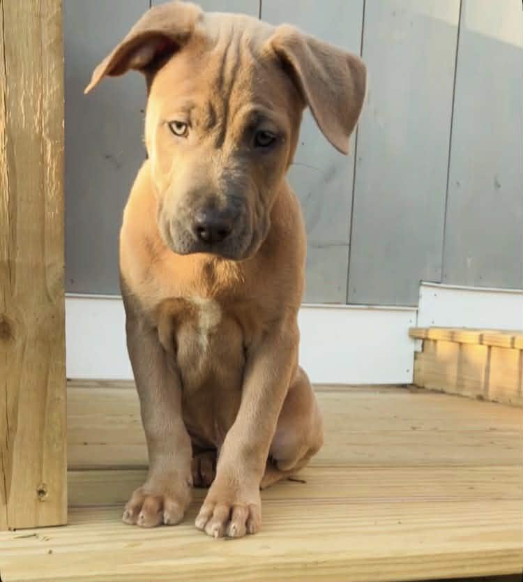 Enlarge Percy, an adopted Mixed Breed in Schenectady, NY image 4/6