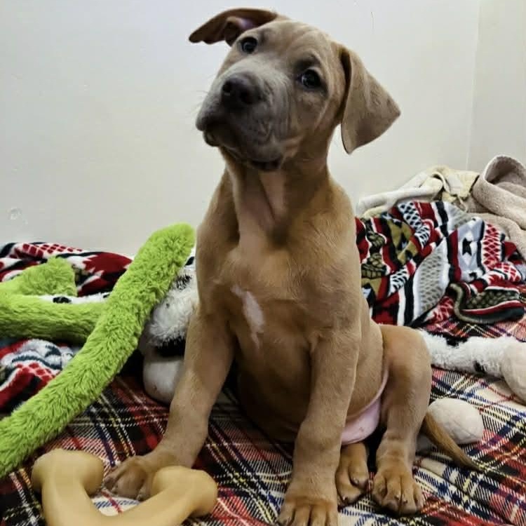 Enlarge Percy, an adopted Mixed Breed in Schenectady, NY image 2/6