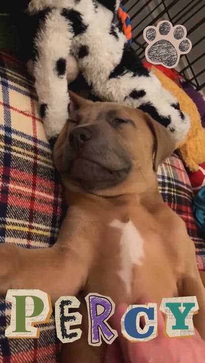 Enlarge Percy, an adopted Mixed Breed in Schenectady, NY video 6/6