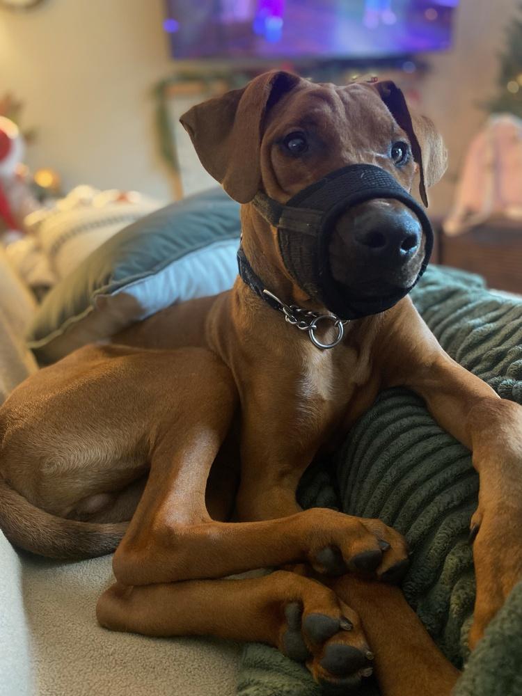 Clifford thumbnail 2