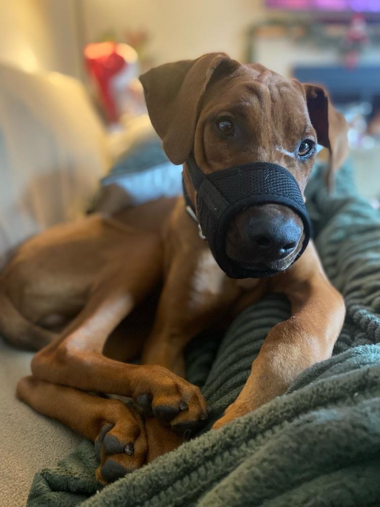 Clifford thumbnail 3