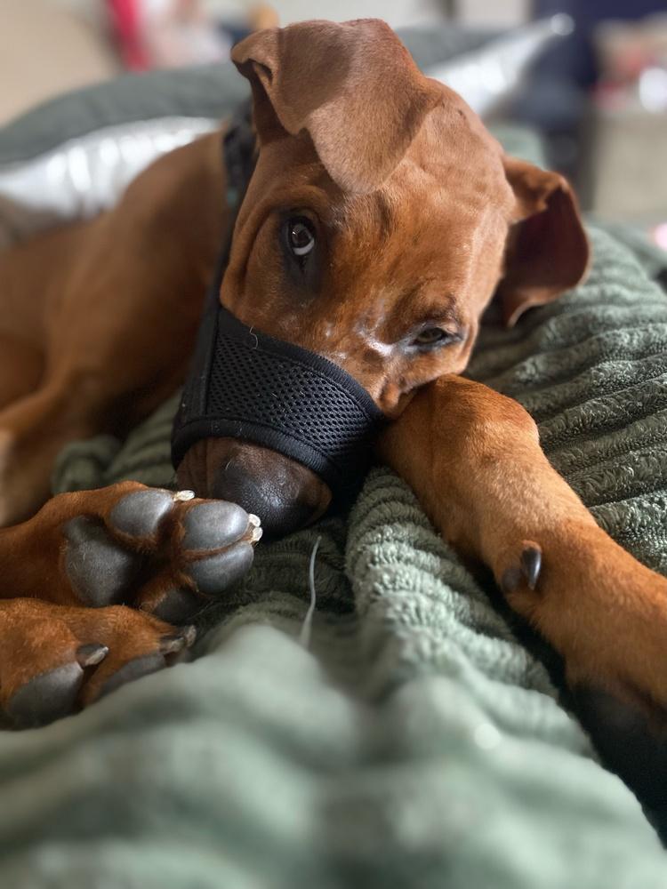 Clifford thumbnail 4