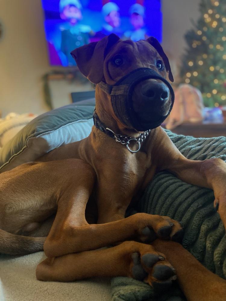 Clifford thumbnail 5