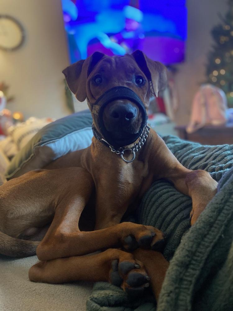 Clifford thumbnail 6