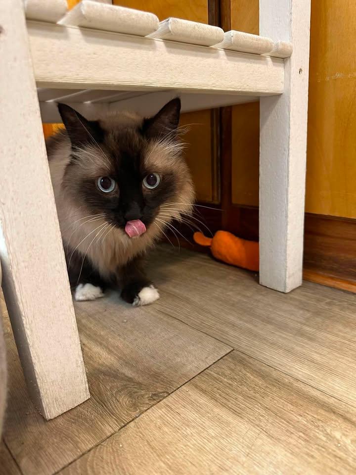 Bonnie, a ADOPTABLE Siamese in Wilmington, NC image 1/2