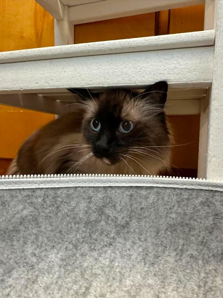Bonnie, a ADOPTABLE Siamese in Wilmington, NC image 2/2