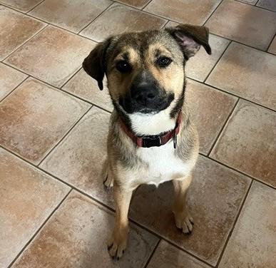 Graham, ADOPTABLE, Adult Male Shepherd.