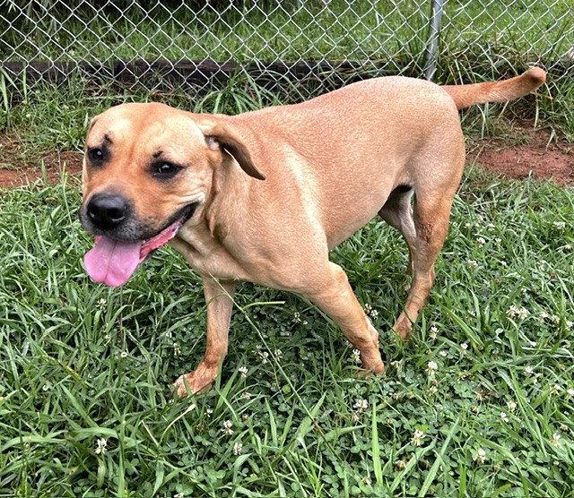 Enlarge Echo, a Adoptable Hound in Carrollton, GA image 1/3
