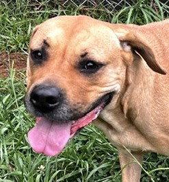 Enlarge Echo, a Adoptable Hound in Carrollton, GA image 2/3